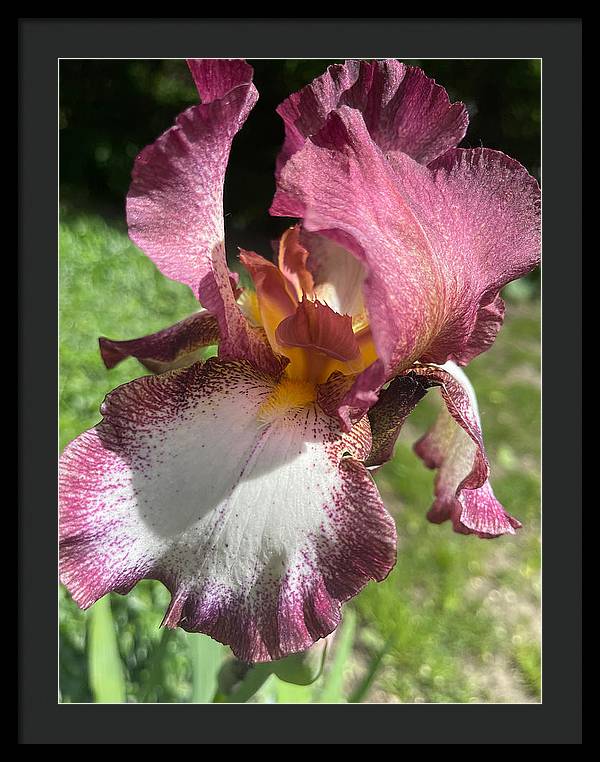 Burgundy iris - Framed Print