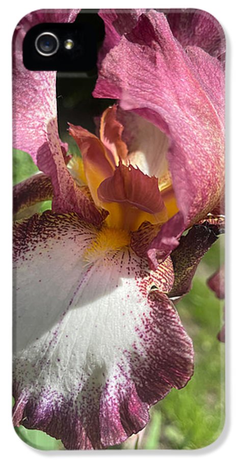 Burgundy iris - Phone Case