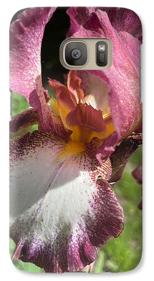 Burgundy iris - Phone Case