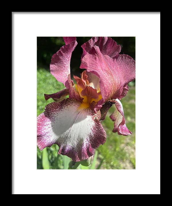 Burgundy iris - Framed Print