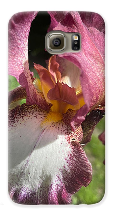 Burgundy iris - Phone Case