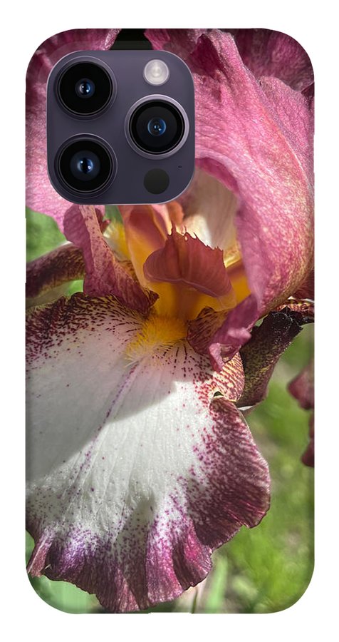 Burgundy iris - Phone Case