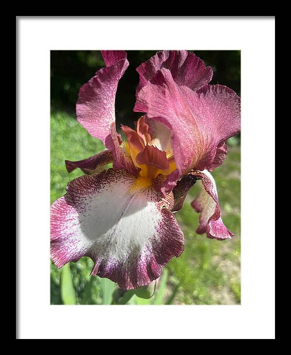 Burgundy iris - Framed Print