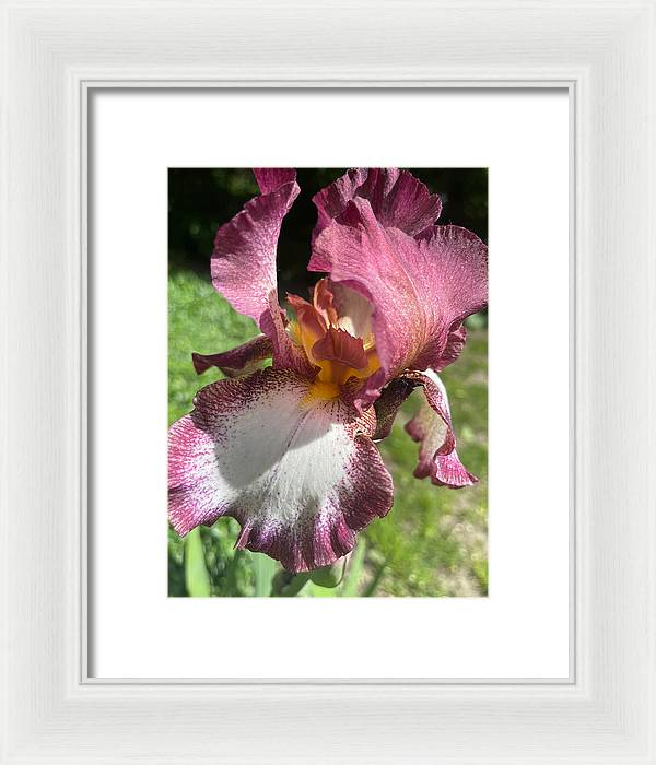 Burgundy iris - Framed Print