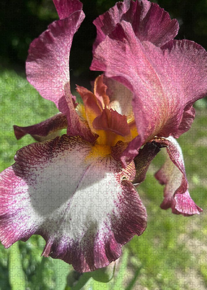 Burgundy iris - Puzzle