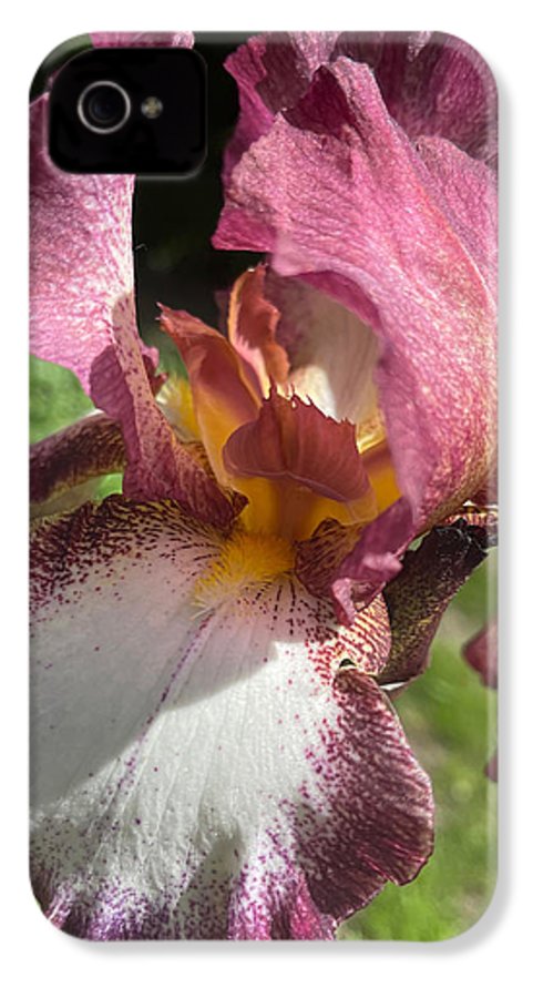 Burgundy iris - Phone Case