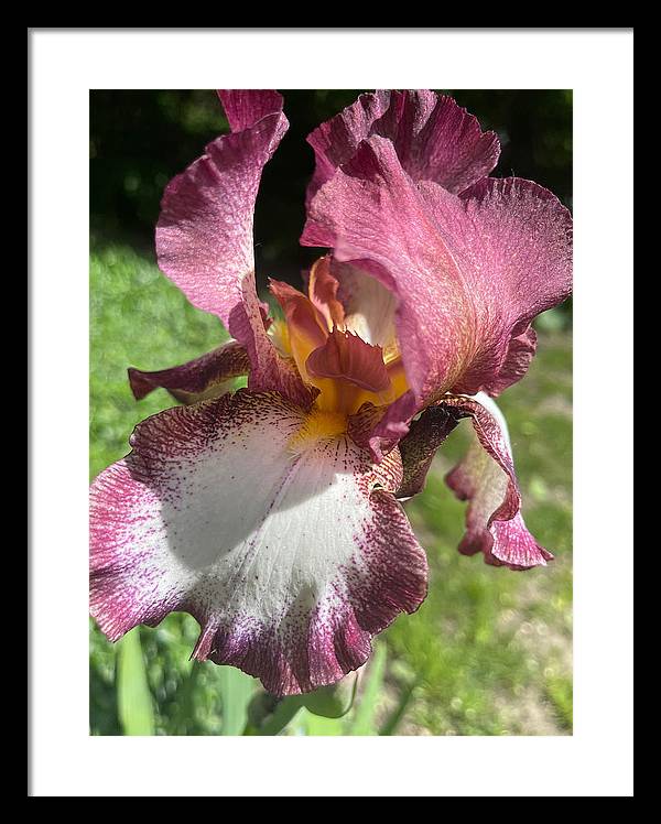 Burgundy iris - Framed Print