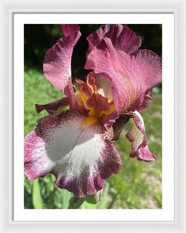 Burgundy iris - Framed Print