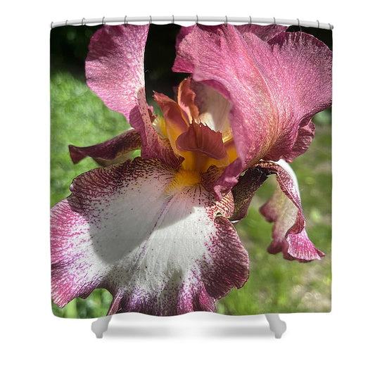 Burgundy iris - Shower Curtain