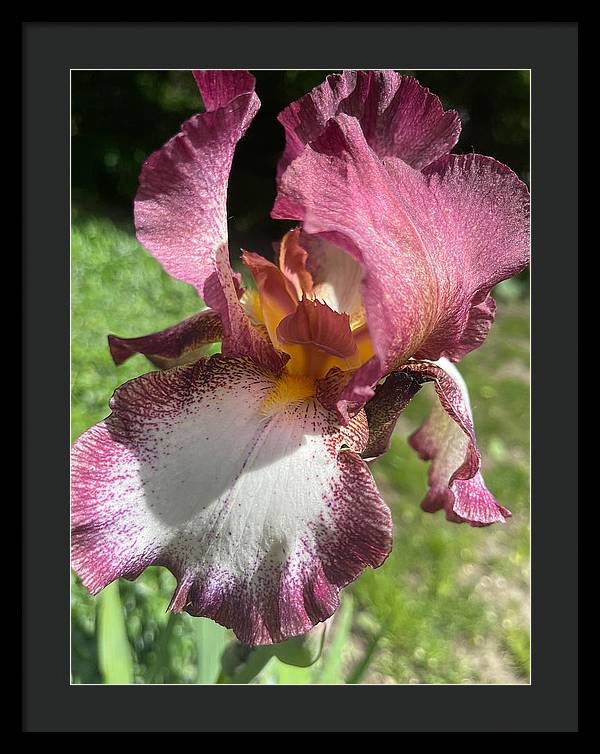 Burgundy iris - Framed Print