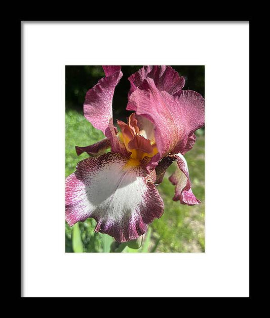 Burgundy iris - Framed Print
