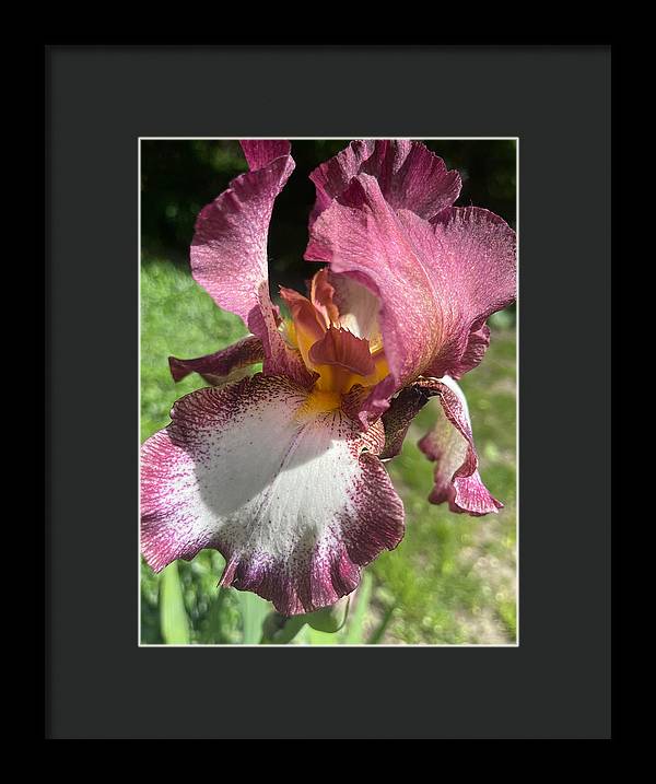 Burgundy iris - Framed Print