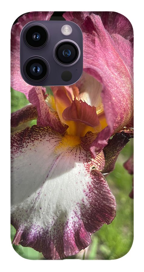 Burgundy iris - Phone Case