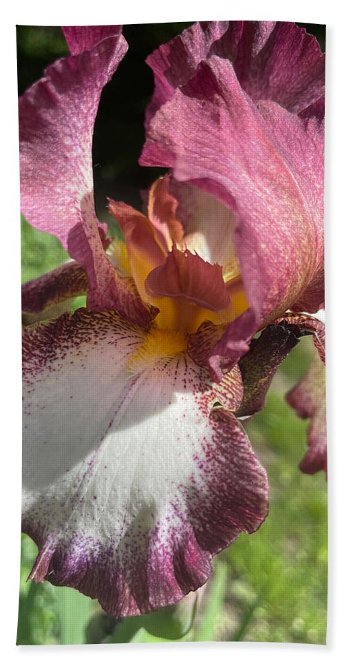 Burgundy iris - Beach Towel