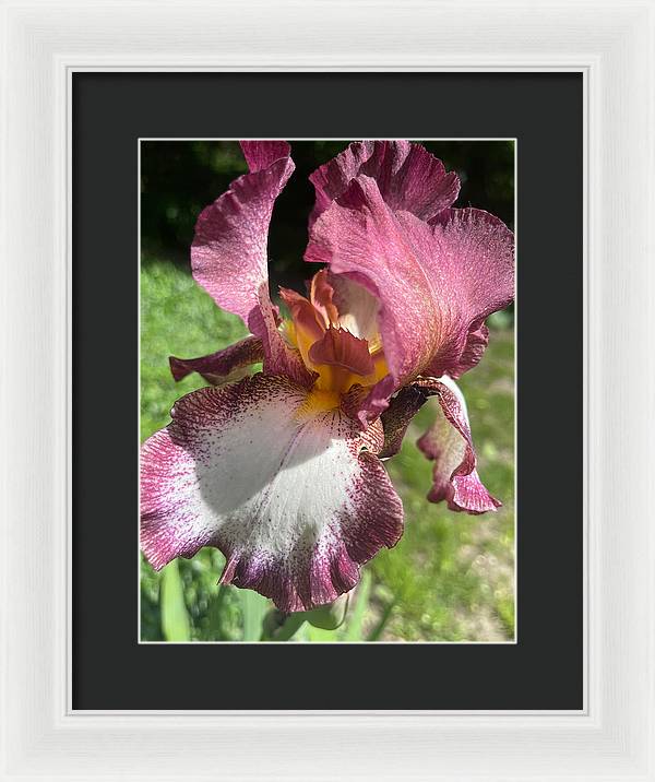 Burgundy iris - Framed Print