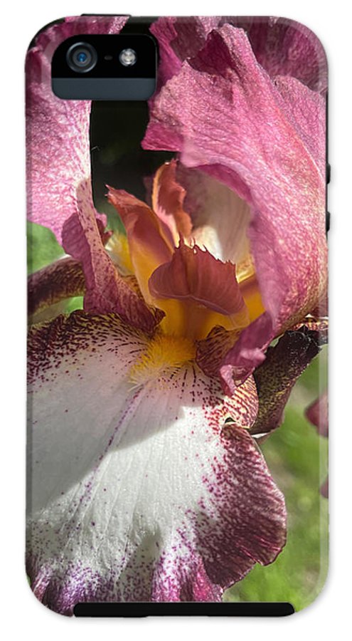 Burgundy iris - Phone Case