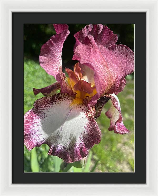 Burgundy iris - Framed Print