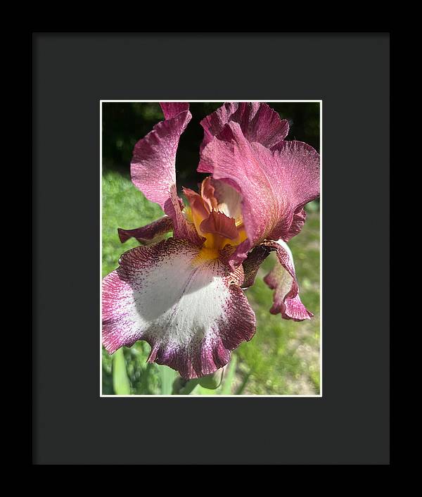 Burgundy iris - Framed Print