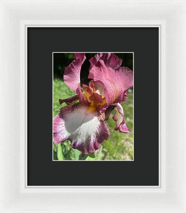 Burgundy iris - Framed Print