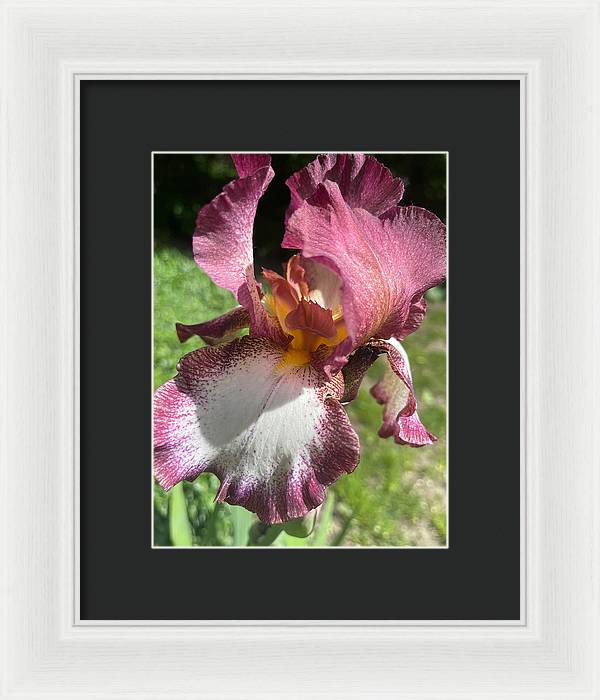 Burgundy iris - Framed Print