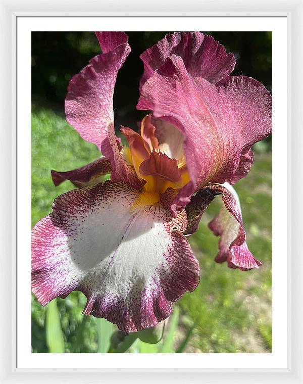 Burgundy iris - Framed Print