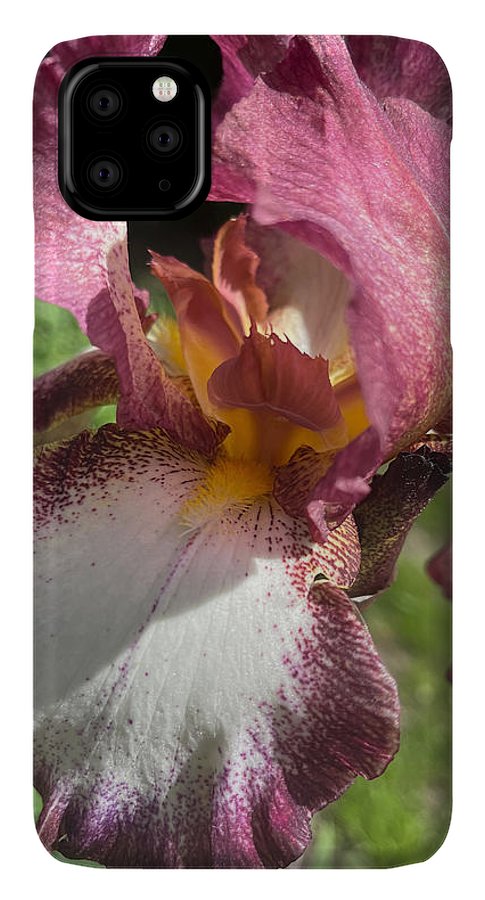 Burgundy iris - Phone Case