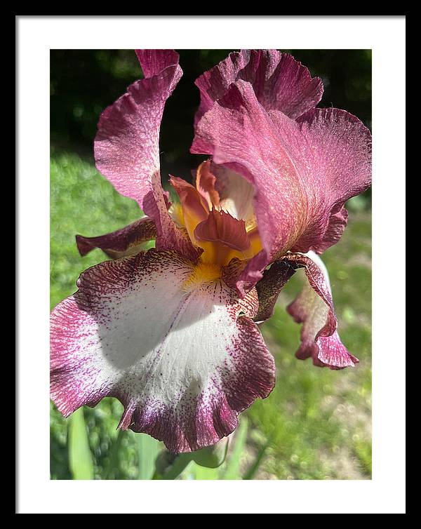 Burgundy iris - Framed Print