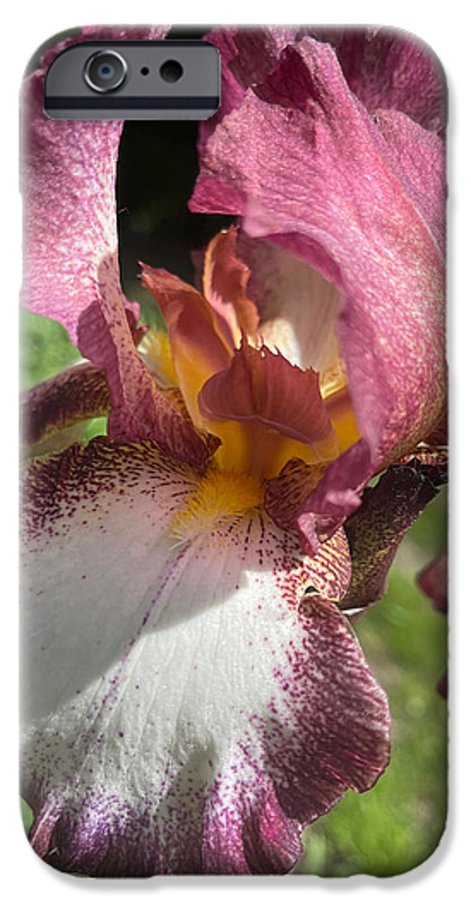 Burgundy iris - Phone Case