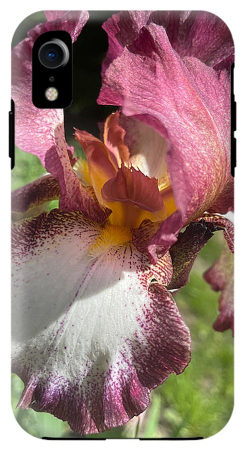 Burgundy iris - Phone Case