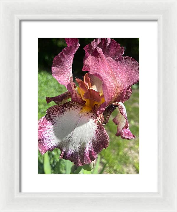 Burgundy iris - Framed Print