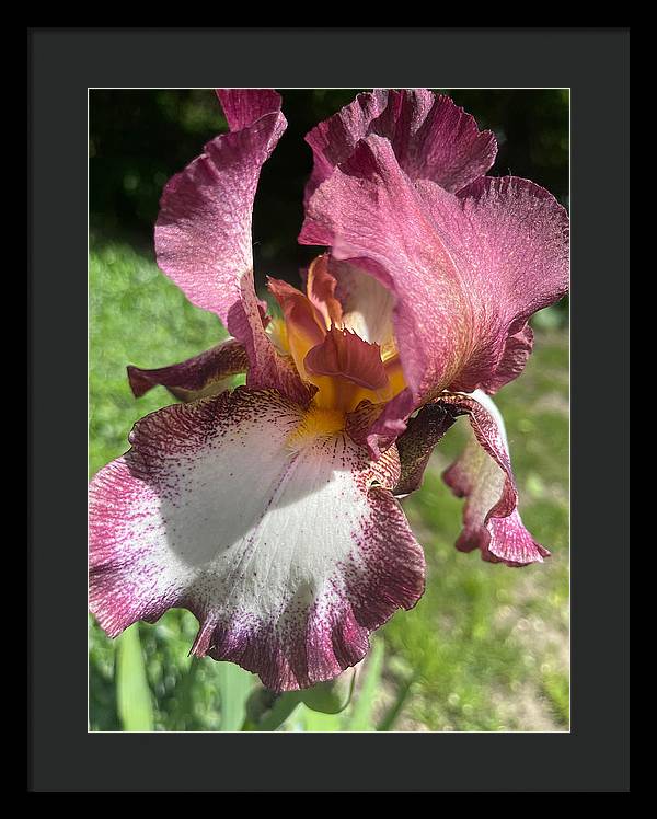 Burgundy iris - Framed Print