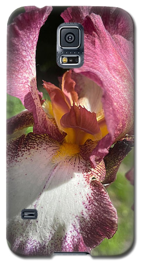 Burgundy iris - Phone Case