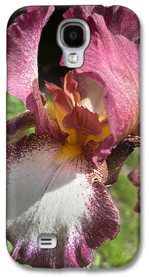 Burgundy iris - Phone Case