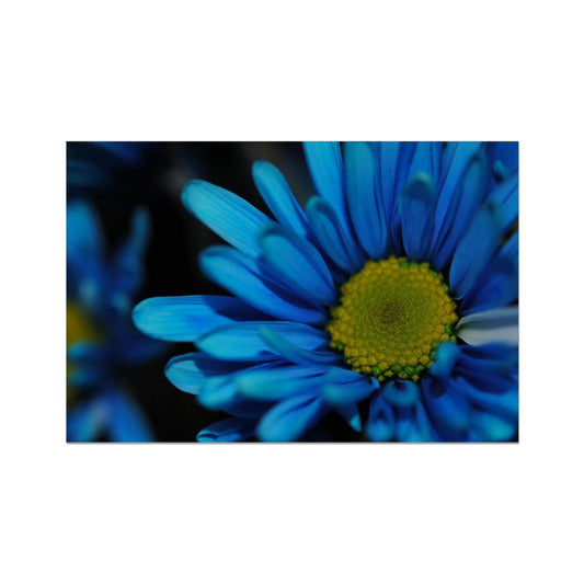 Blue Daisy Hahnemühle Photo Rag Print