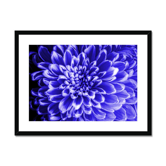 Blue Chrysanthemum Framed & Mounted Print