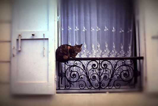 Vintage Travel Cat On French Balcony 1967 Digital Image Download