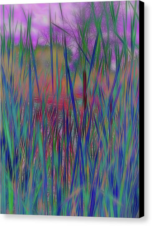 Cattail In July - Canvas Print