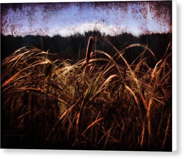 Cattails In The Wind - Canvas Print