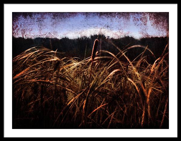 Cattails In The Wind - Framed Print