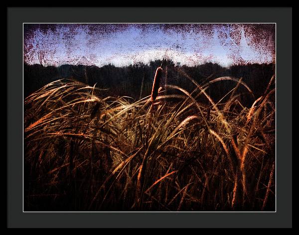 Cattails In The Wind - Framed Print