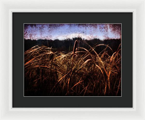 Cattails In The Wind - Framed Print