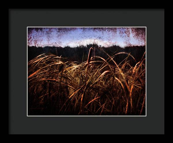 Cattails In The Wind - Framed Print