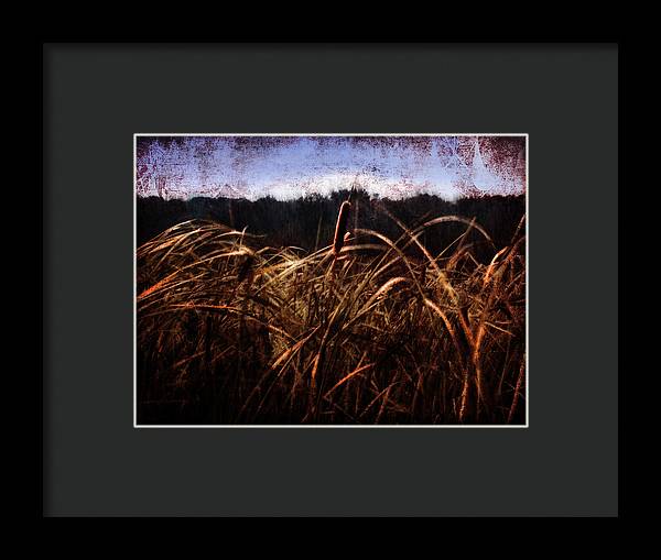 Cattails In The Wind - Framed Print