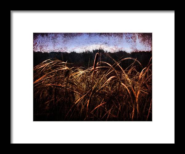 Cattails In The Wind - Framed Print