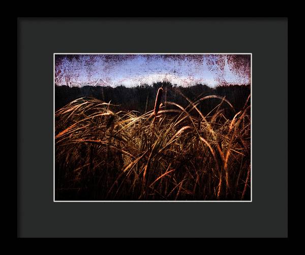 Cattails In The Wind - Framed Print