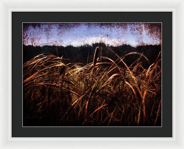 Cattails In The Wind - Framed Print