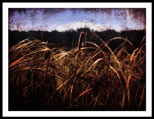 Cattails In The Wind - Framed Print