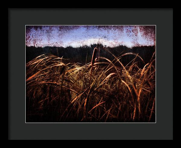 Cattails In The Wind - Framed Print