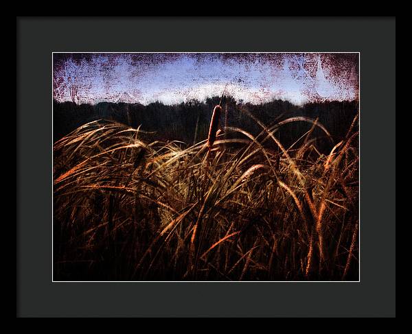 Cattails In The Wind - Framed Print