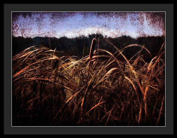 Cattails In The Wind - Framed Print